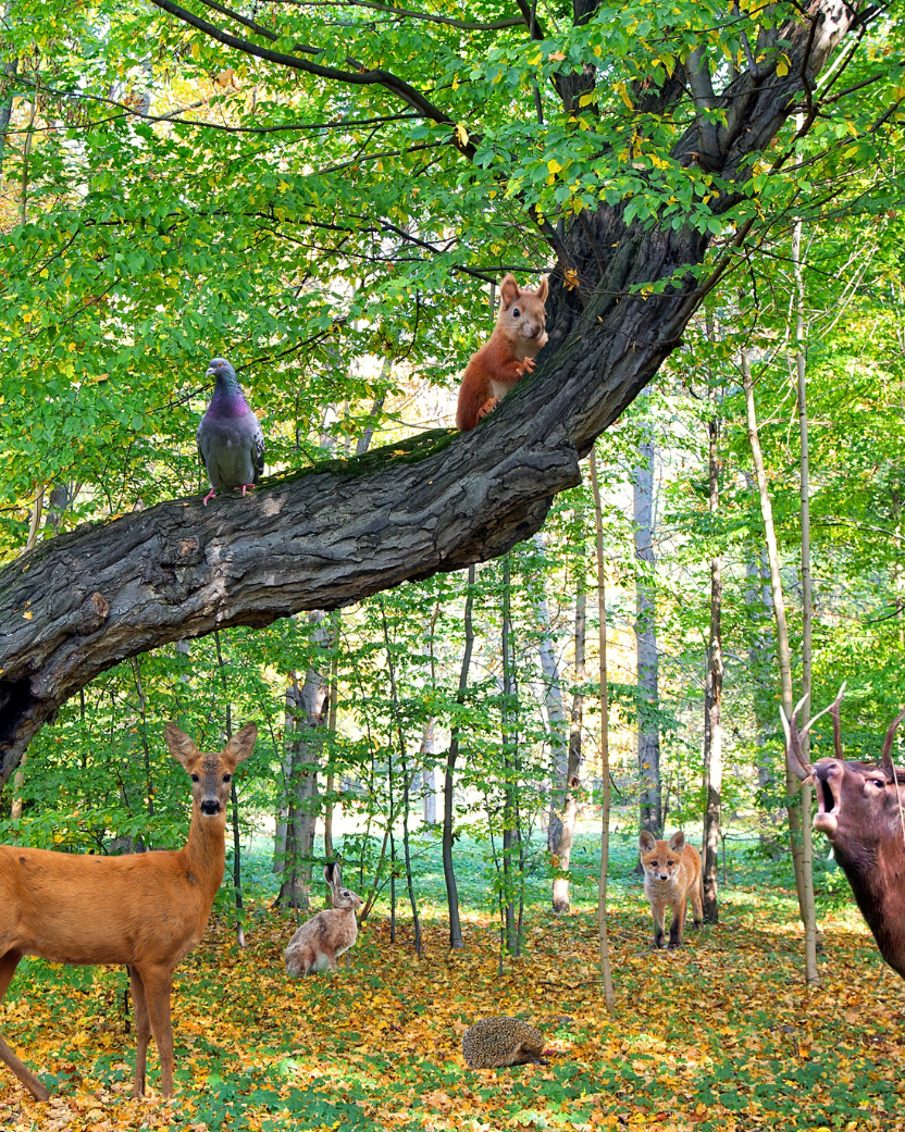FULL MOON - Echoes of The Wild - Sound Bath in the Woods - Saturday 26 September 2026 @ 7.00 pm