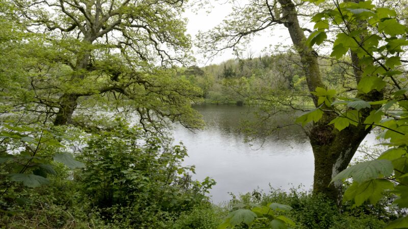 Tribal Dance Experience in The Woods (Echoes of The Wild) - Friday 30 August 2024 @ 7.00 pm