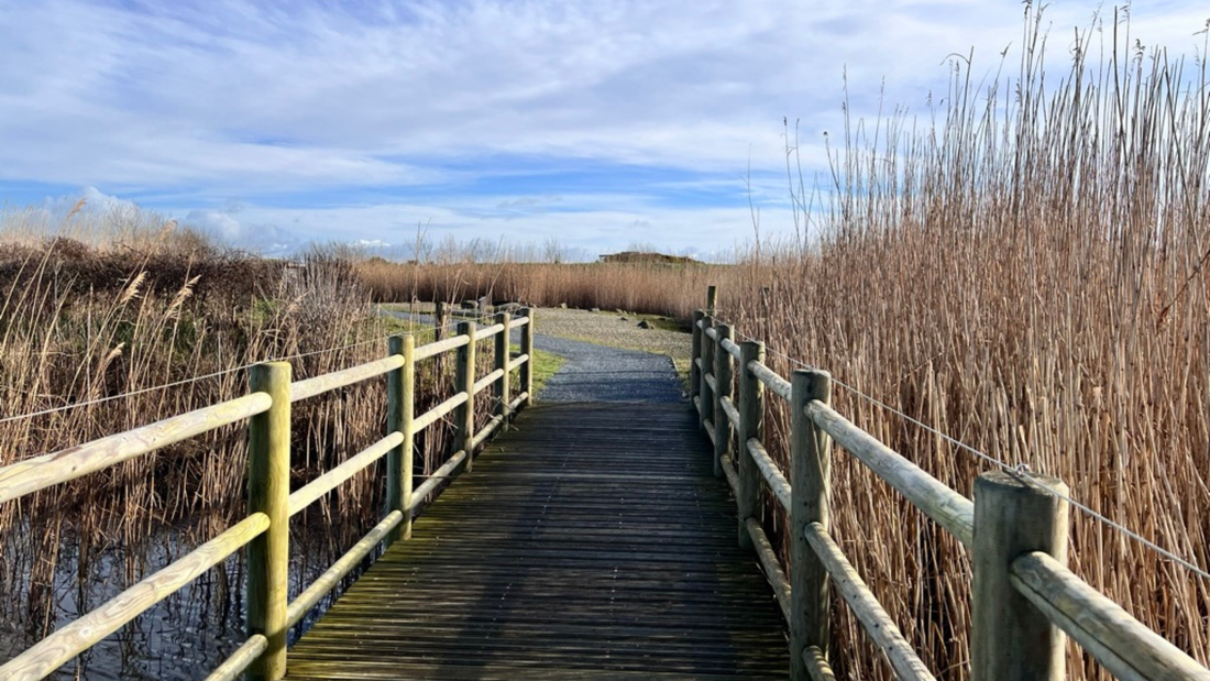 Reflections on Sound, Sensory Experience, and Neurodiversity