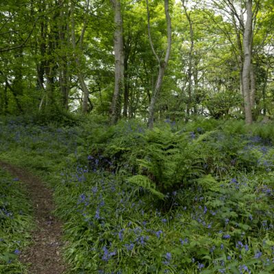 NEW MOON - Sound Bath in the Woods - Echoes of The Wild - Sound Escape with Tessa Ann - Sunday 1 December 2024 @ 6.00 pm